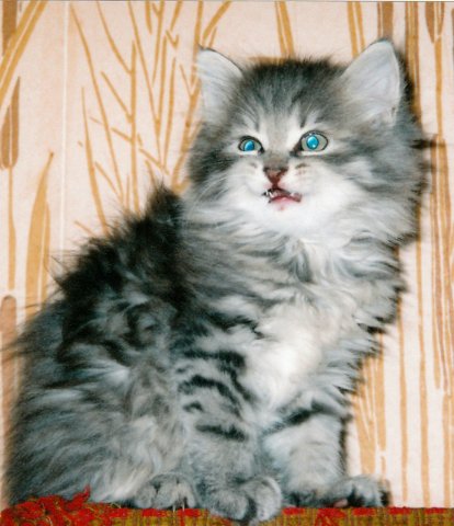 Аозт Чёрная Речка