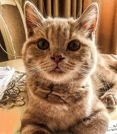 ����� �������