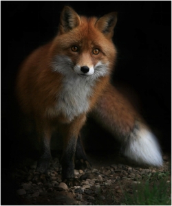 Лисица Рыжая