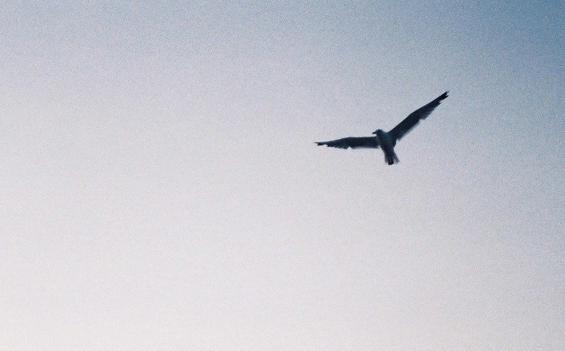 Дмитрий Тао