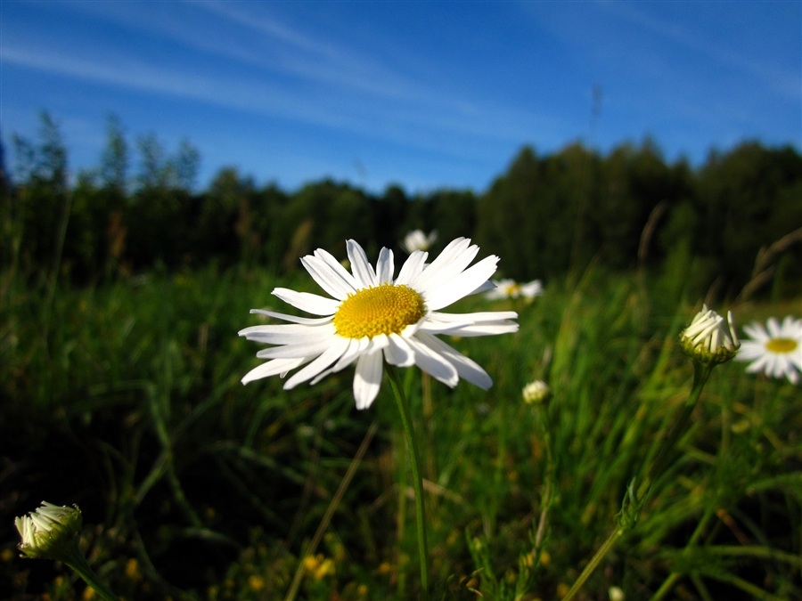 Рина Зарецкая