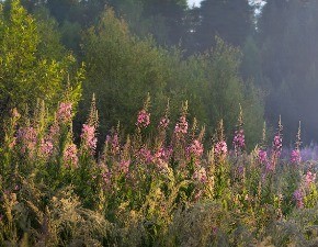 Николай Забелкин