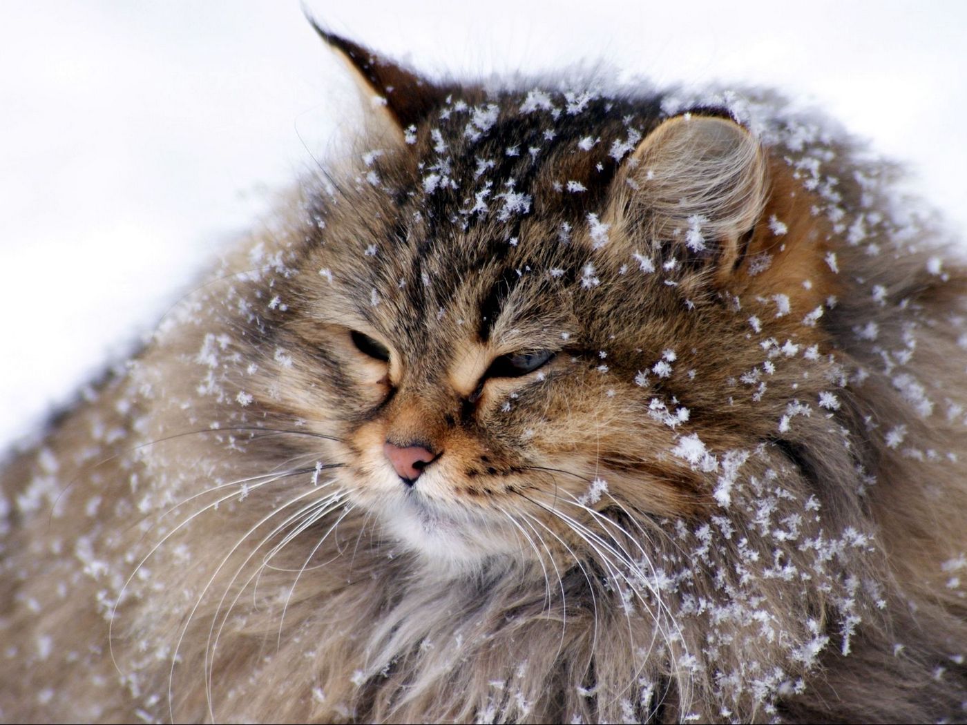 ����� ������