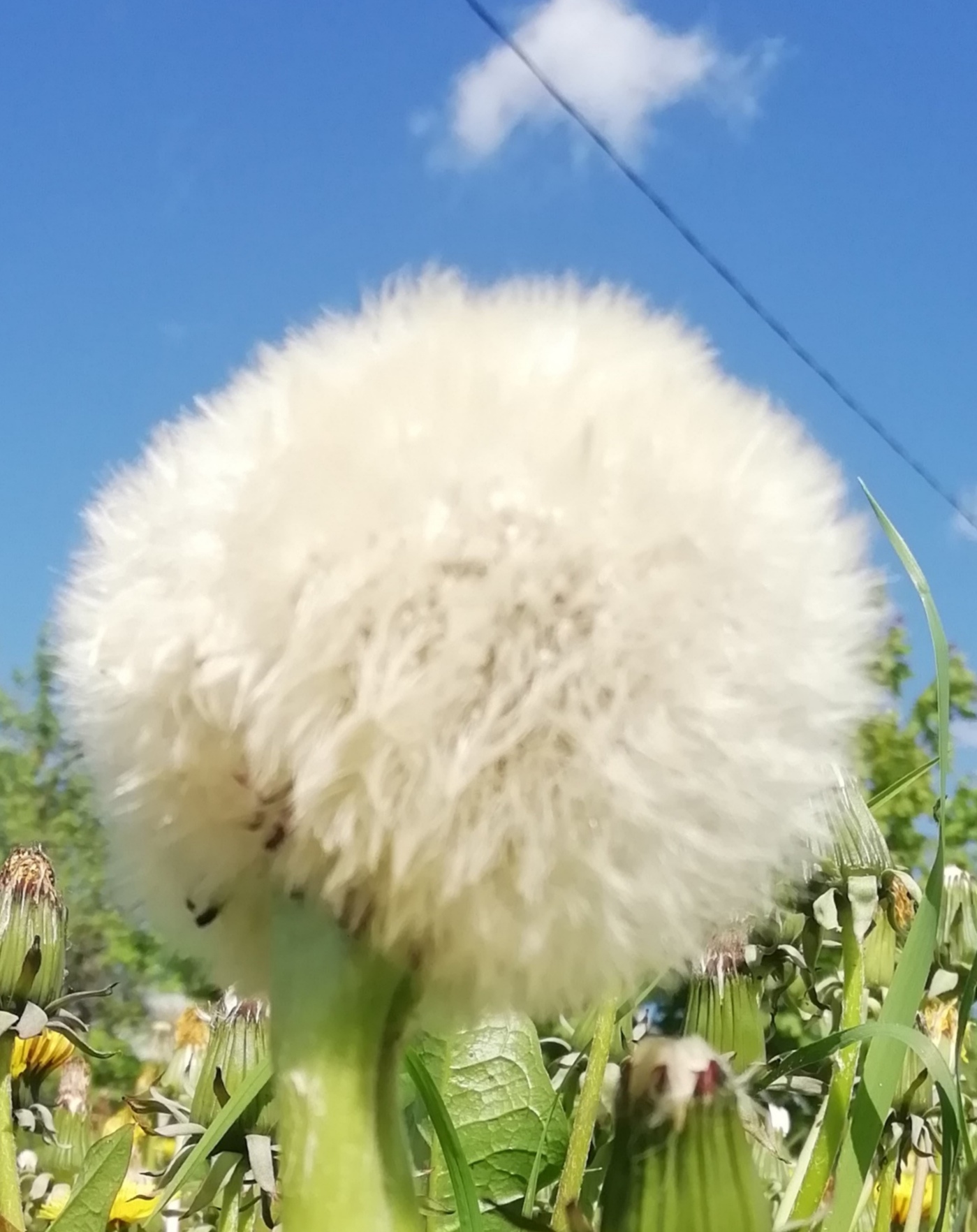 ����� ��������