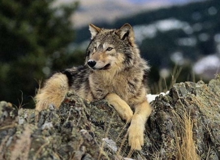 Одинокий Волк