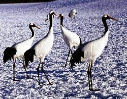 А-Стерх Петров