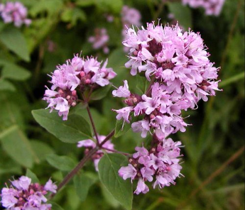 Картинки по запросу стишок про душицу