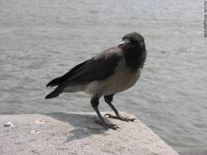 http://www.stihi.ru/pics/2009/02/24/6225.jpg