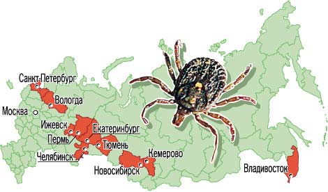 фото клещи энцефалитные онлайн фото клещи энцефалитные