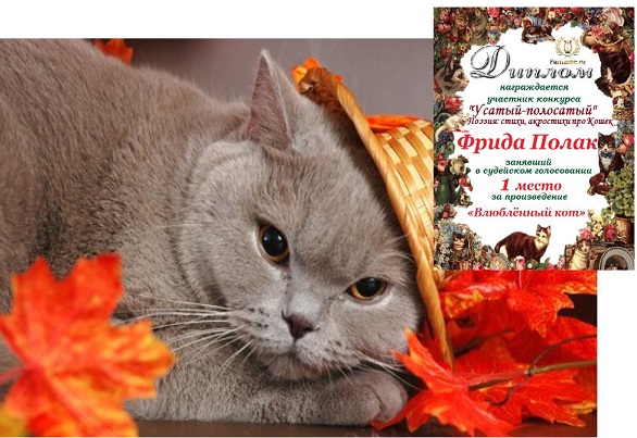 влюблённый котик картинки онлайн влюблённый котик картинки