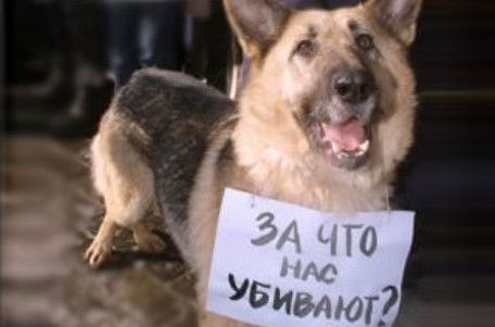 Все про собак стих Все про собак стих