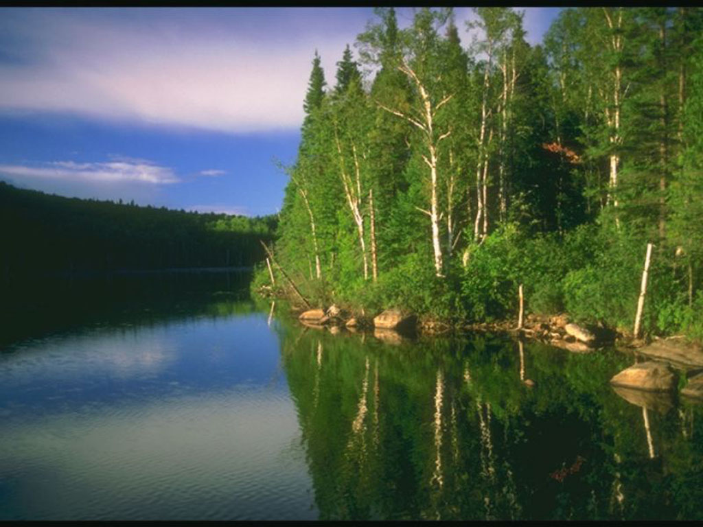 фото русский лес онлайн фото русский лес