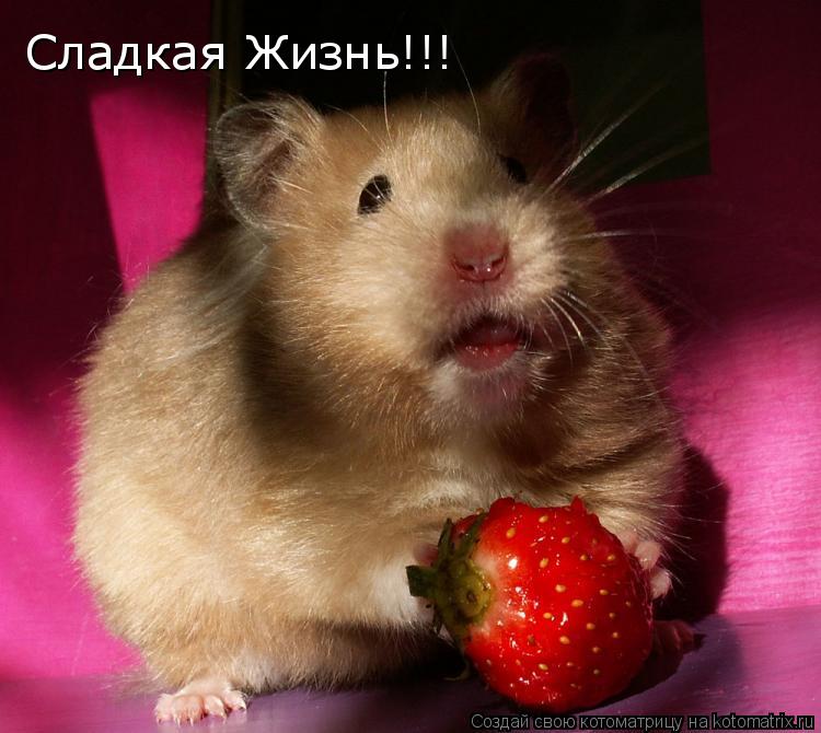 Сладкой жизни картинки с надписями прикольные