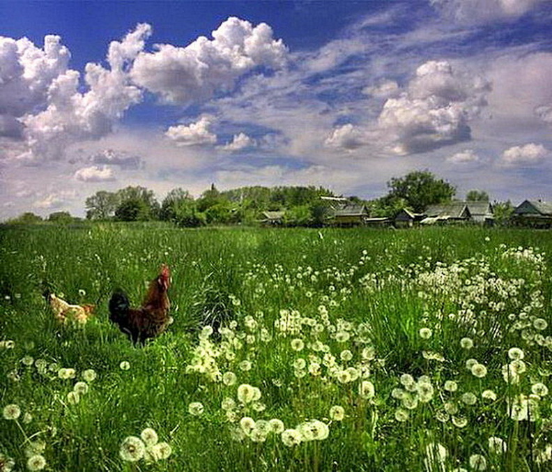 фото в деревне фото в деревне