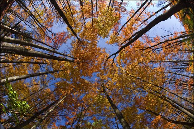 https://www.stihi.ru/pics/2010/09/21/529.jpg?4609