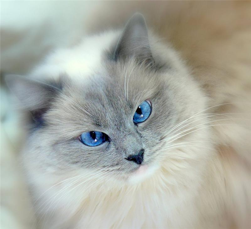 Картинки с голубыми котами, стихи для открыток