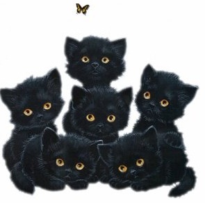 фото котята чёрные фото котята чёрные