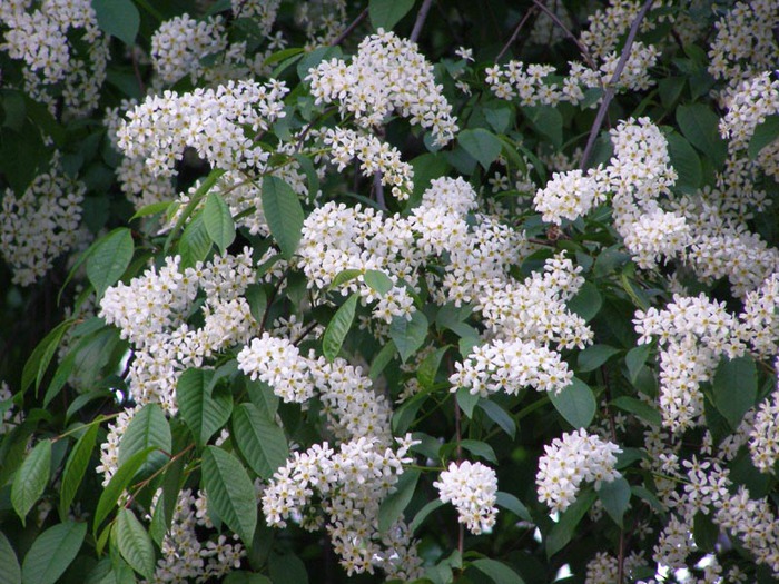 Белая Белая