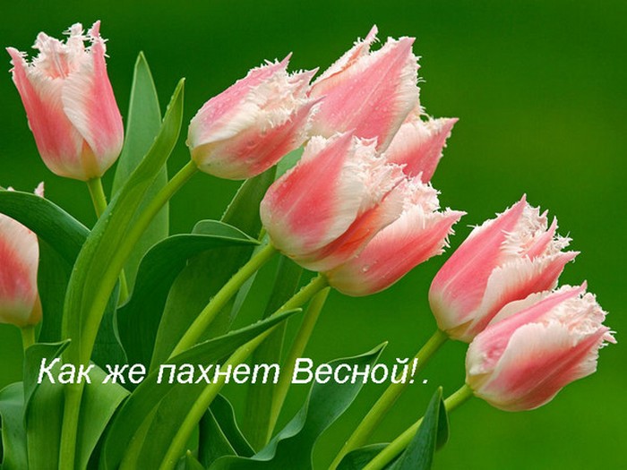 Картинки фото с весной Картинки фото с весной