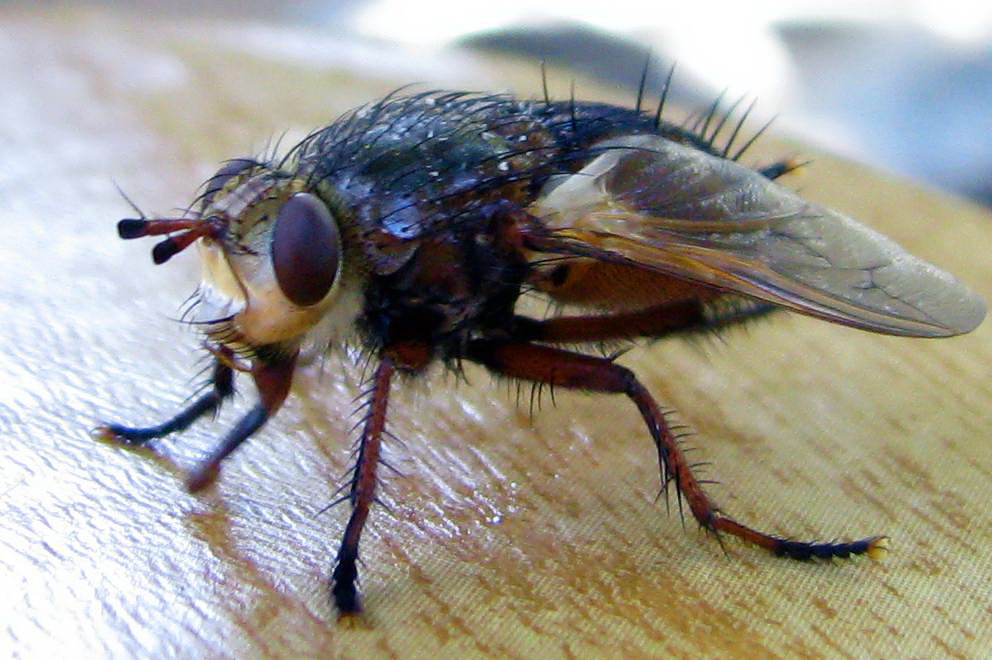 Муха цокотуха. Школьный вариант (Стрельцова Валентина