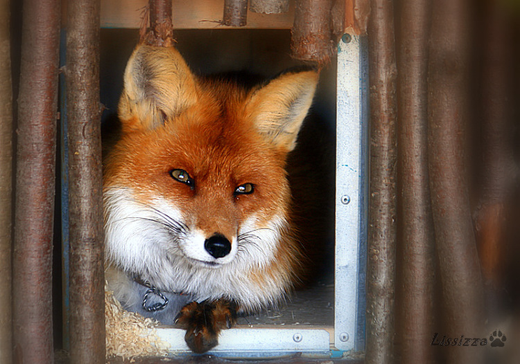 ��������, ���������� �������� ��� �������