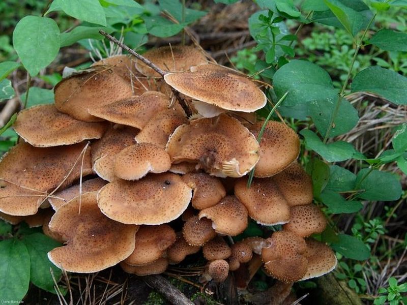 грибы которые растут кучками фото онлайн грибы которые растут кучками фото