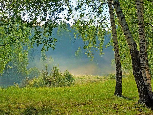 фото березы россии онлайн фото березы россии