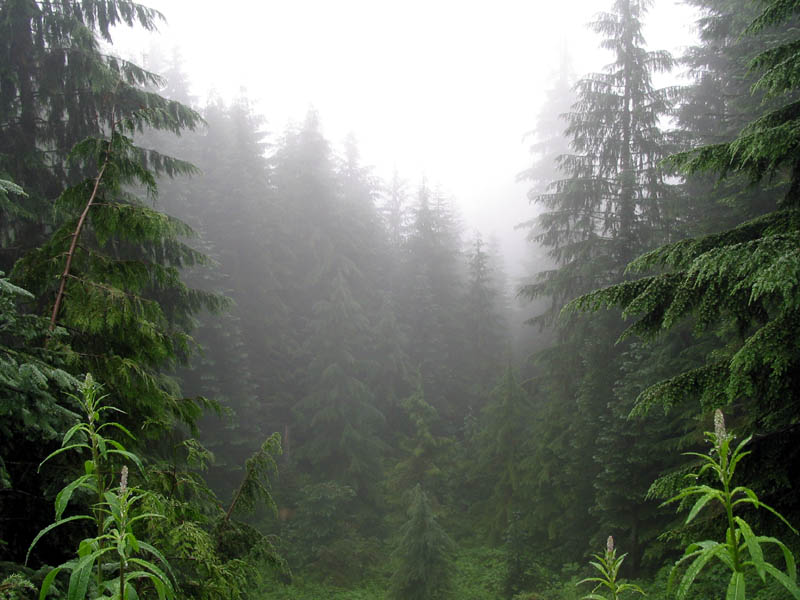 http://www.stihi.ru/pics/2012/07/27/4672.jpg