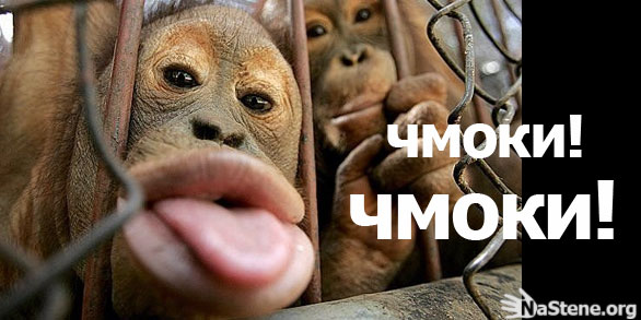 Картинки с чмоки чмоки