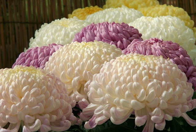 Картинки по запросу МИЛЛИОН ХРИЗАНТЕМ