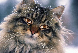 сибиряки коты фото онлайн сибиряки коты фото