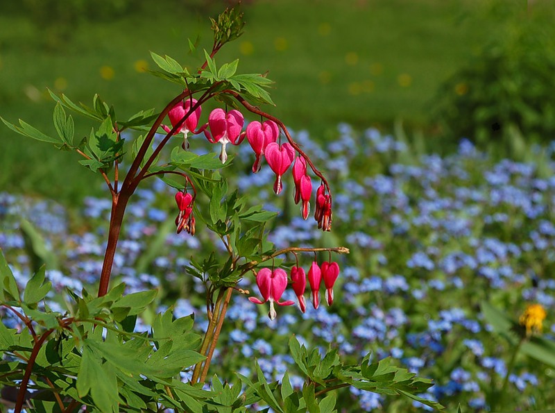 Это цветок - разбитое сердце (Алина Макарова) / Стихи.ру