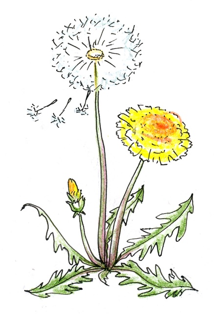 Одуванчика