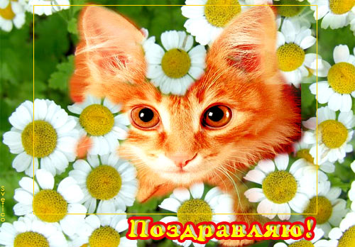 Гифки с днем рождения таня с кошками