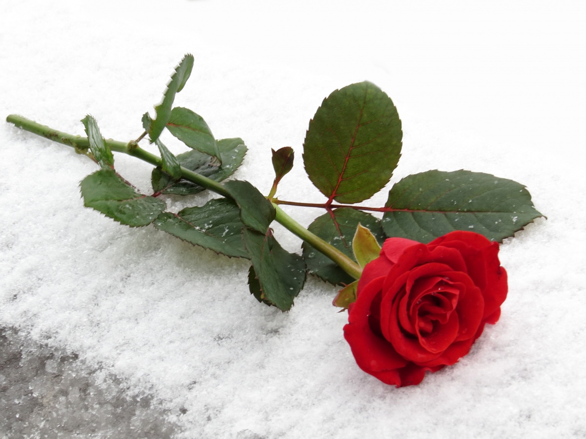 роза на снегу фото онлайн роза на снегу фото