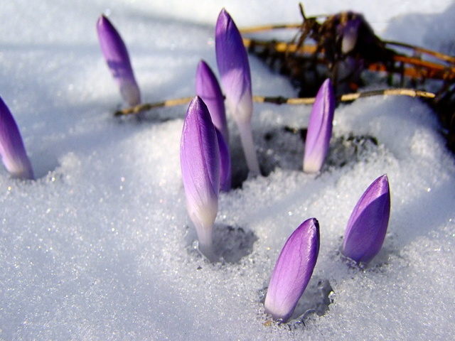 ap5.china-tea.ru: Обои любовь скачать фото обои, Весна фото скачать.