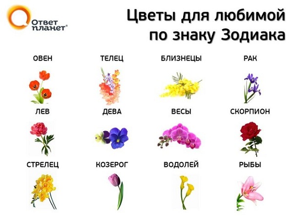 Цветов краснодар, цветы подарить день рождение женщине козерогу