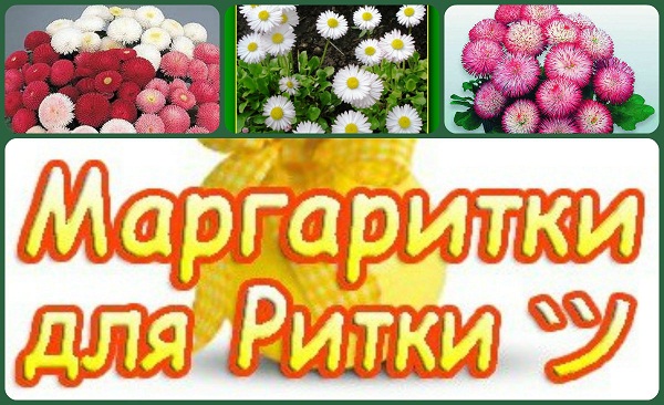 Новорожденного открытки, открытки маргаритки для маргариты