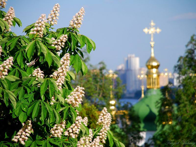КАШТАНЫ ЦВЕТУТ