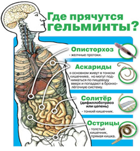 что любят паразиты и грибы в человеке что любят паразиты и грибы в человеке