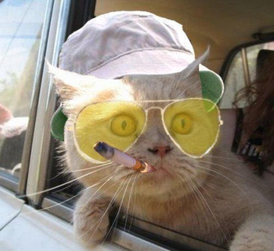 крутого картинки кота онлайн крутого картинки кота
