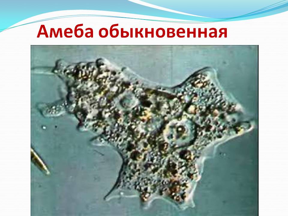 амеба обыкновенная картинки онлайн амеба обыкновенная картинки