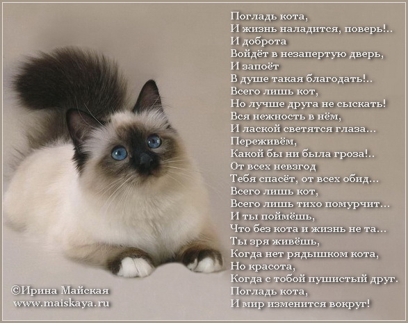 Про кошечек стих Про кошечек стих