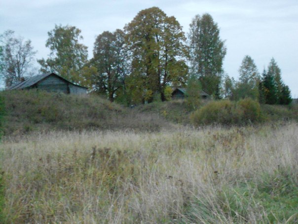 Старые липы