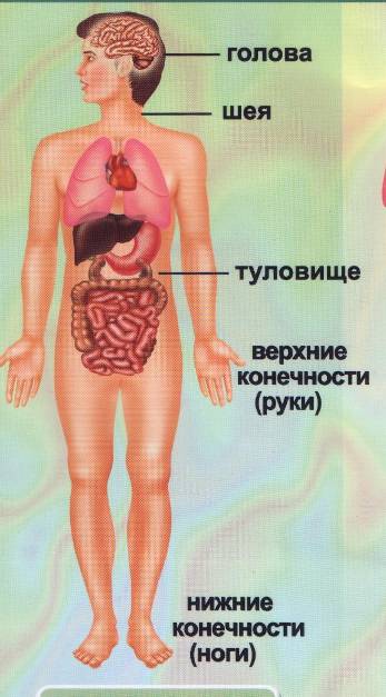 Строение лица изображения Строение лица изоражения