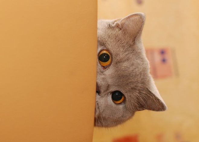 https://www.stihi.ru/pics/2015/02/22/435.jpg