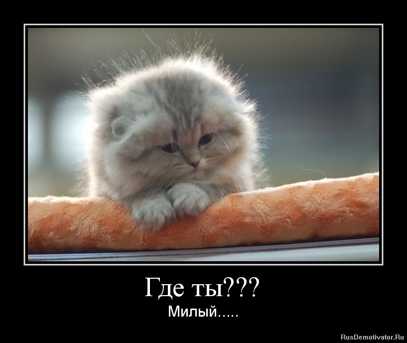 Картинка ты где