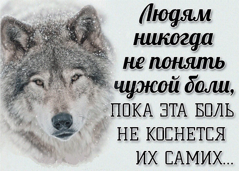Днем, картинки с волками и надписями про жизнь со смыслом новые 2019