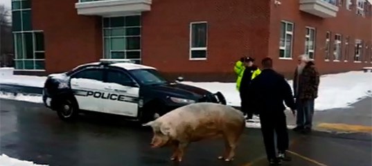 В США поросёнок пришёл на выборы