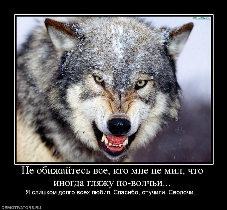 Картинки с волками надписями